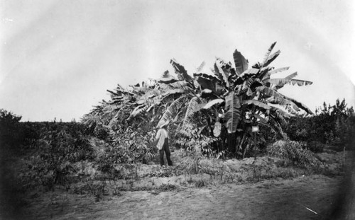 Banana groves at Wolfskill