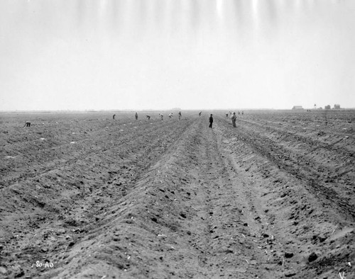 Asparagus field