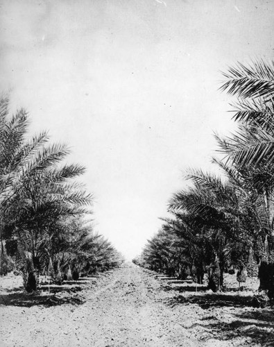 Date palms