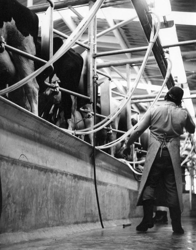 Cattle in milking center