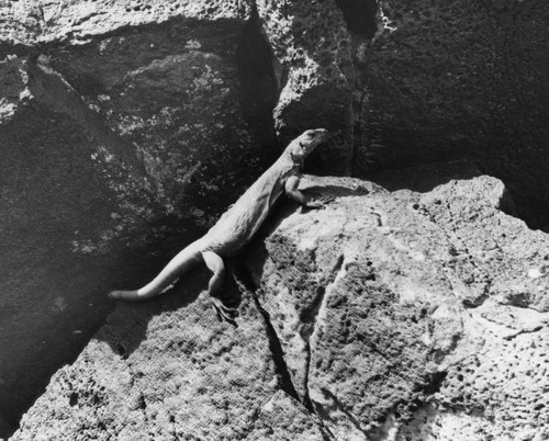 Desert lizard in Inscription Canyon, Mojave Desert