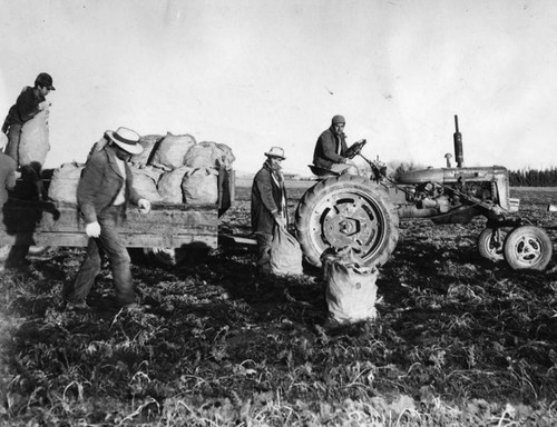 Loading sacks