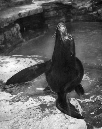 "Asta" the female sea lion