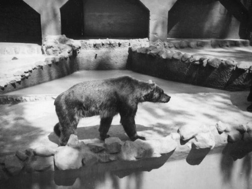 San Diego Zoo bear
