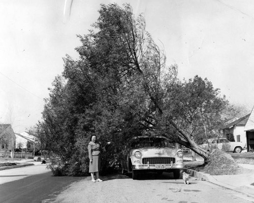 Uprooted tree lands on car