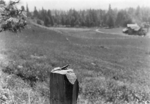 Lizard at Mount Shasta