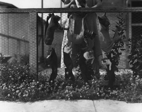 Cats in socks on fence