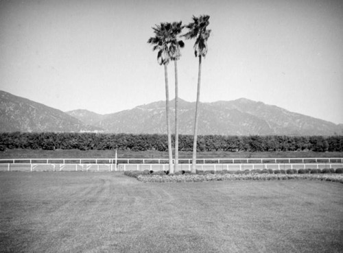 Three palm trees, Santa Anita Racetrack