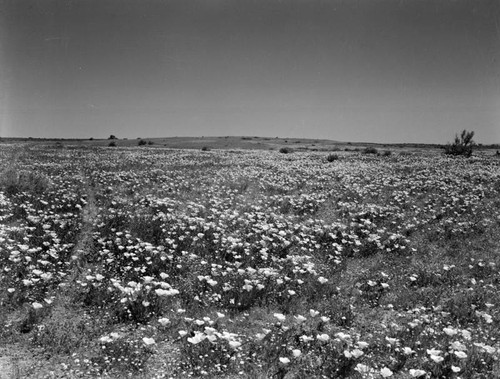 Wildflowers in Palmdale