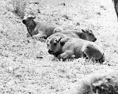 William S. Hart Park calves