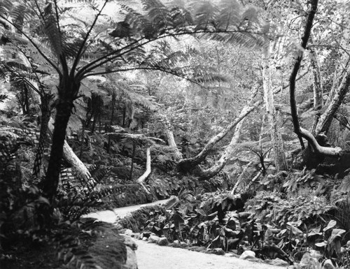 Foot path in Fern Dell, Griffith Park