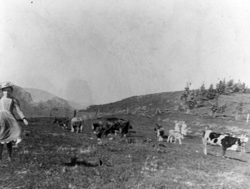 Cows at the Bonadiman farm