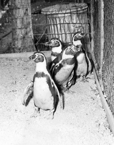 Humboldt penguins at the zoo