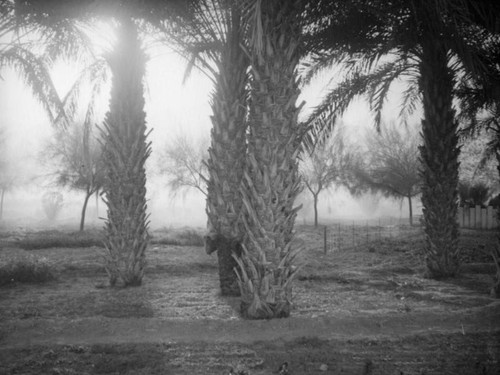 Date palms, Southern California