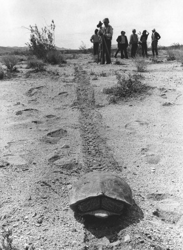 Protecting tortoises in the Mojave Desert