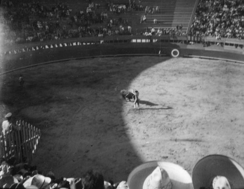 Bull versus Banderillero, El Toreo de Tijuana