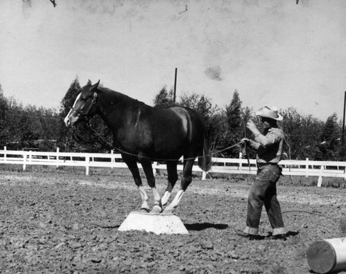 Pierce College horse show at fair tomorrow