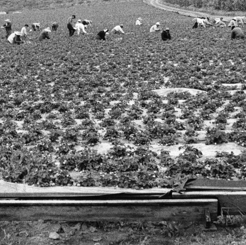 Farm workers in a field