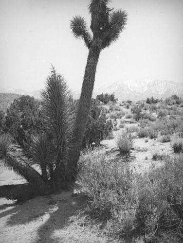 Six pronged Joshua tree, Mojave Desert