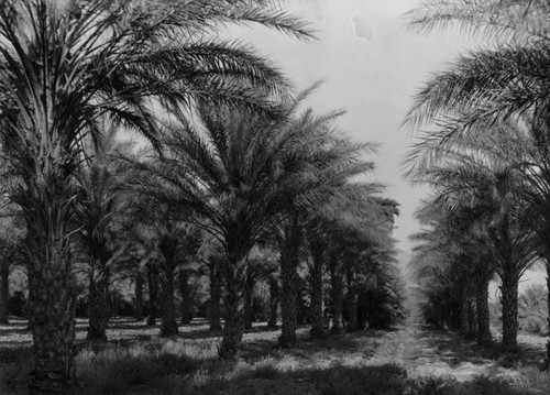 Date palm groves at Furnace Creek Ranch in Death Valley