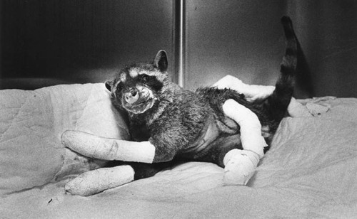 Raccoon being treated for electric burns