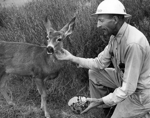 Dog's life suits tiny happy deer