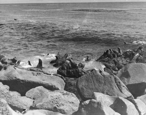 Seals on rock