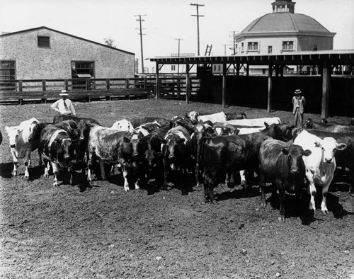 Baby beef herd at the stockyards