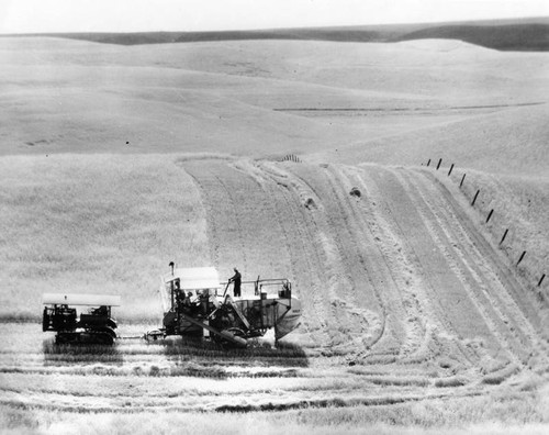 Harvesting oats and barley