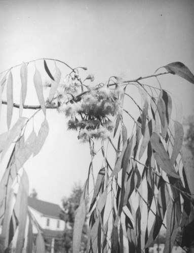 Eucalyptus at Occidental College