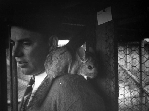 Chinchilla on a shoulder at the Chapman Farm