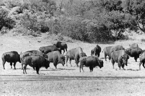 Buffalo herd roams island interior