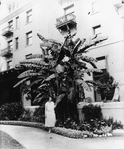 Banana trees at the Green Hotel