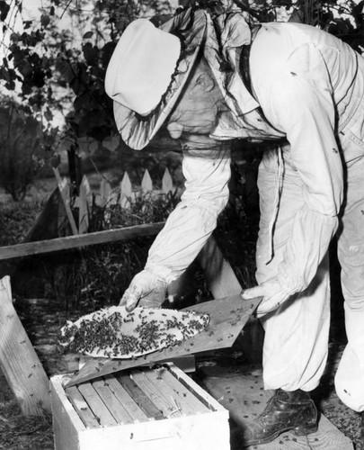 Unloading tray of bees