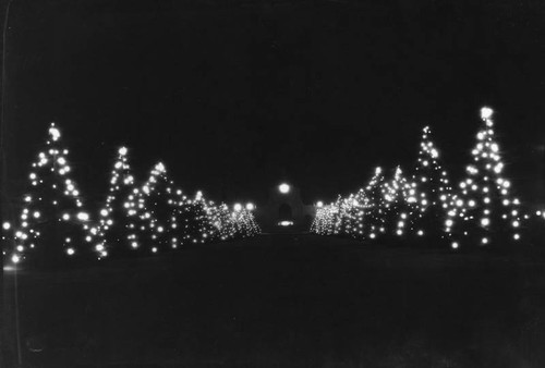 Christmas Cedars at the L.A. Memorial Coliseum