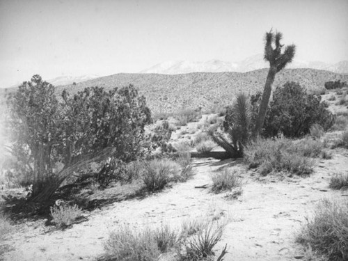 Growing at an angle, Mojave Desert