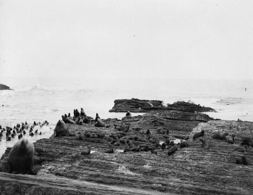 Seals on rock