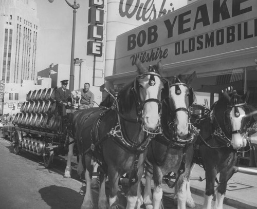 Anheuser-Busch Clydesdale draft horses