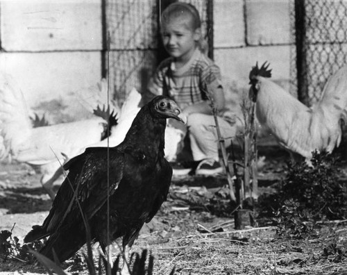 Drakes discovered a turkey vulture in their chicken coop