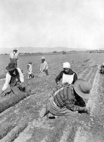 Laborers in the field