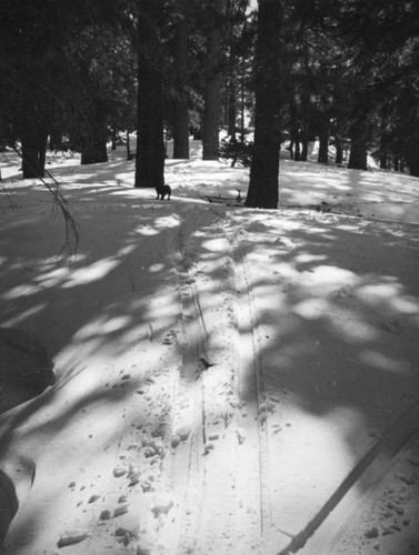 Big Pines Recreation Camp, ski tracks in the snow