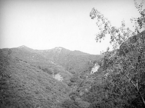 Verdant mountainside in Topanga Canyon