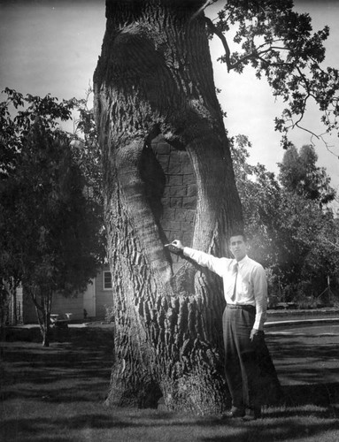 Tree doctor saves big oak with 23-ton filler