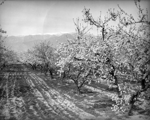 Almond grove