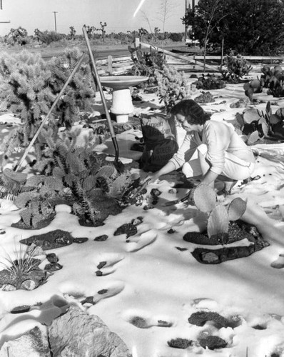 Cactus blooms in Quartz Hill snow