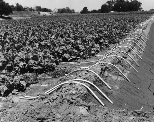 Irrigated field