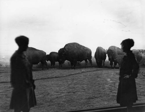 Buffaloes through window