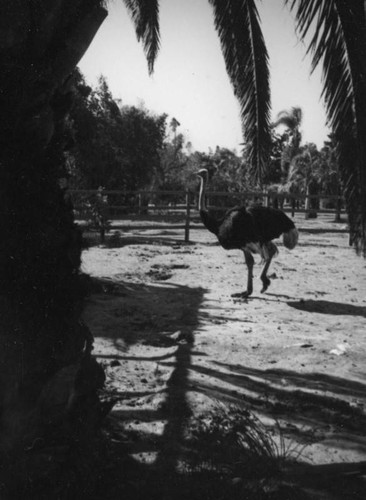 Male ostrich at Lincoln Park