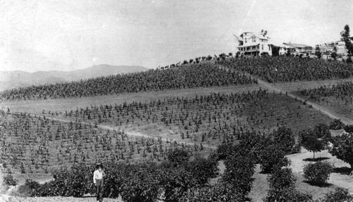 Orange grove, Krotona Hill