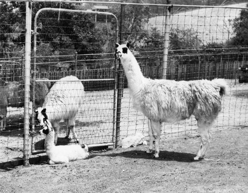 Mmama[sic] llama and new daughter